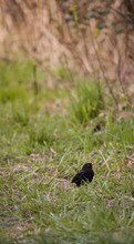 Amsel