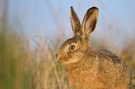 Hase (Lepus europaeus)