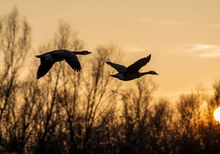 Kanadagänse in schöner Abend Stimmung