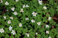 Anemonen als Ostergruß