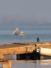 Wo Eisvogel und Krauskopfpelikan sich "Guten Morgen " sagen