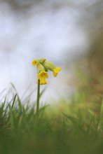 Wiesen-Schlüsselblume