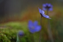 Blaue Blütenedelsteine...