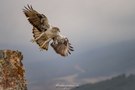 Habichtsadler in seinem Habitat