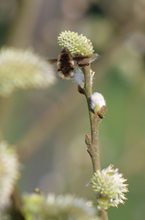 Besuch bei einer weiblichen Weidenblüte