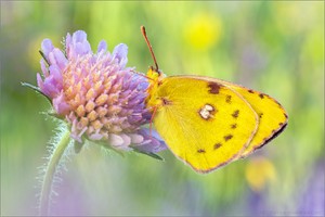 Goldene Acht (Colias hyale)