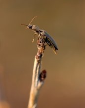 Samt-Schnellkäfer