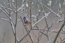 Der Frühling kommt