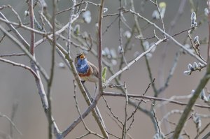 Der Frühling kommt