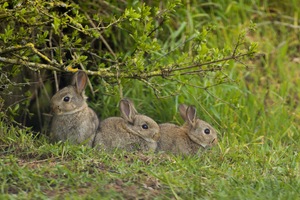 Falscher Osterhase