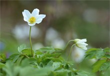 Anemonen