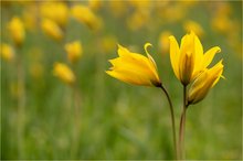 Bei den wilden Weinberg-Tulpen