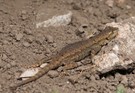 Mesquite-Eidechse (Sceloporus grammicus) beim sonnen...