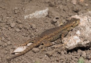 Mesquite-Eidechse (Sceloporus grammicus) beim sonnen...