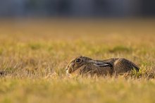 Frohe Ostern!