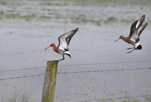 Uferschnepfen im Stress