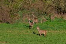 Rehwild im Abendlicht