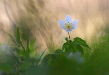 Eine Blüte, flüchtig wie ein Windhauch