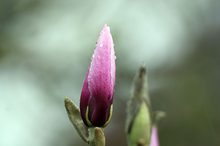 Tulpenmagnolie im Regen