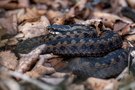 Kreuzotter ( vipera berus )