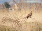 Adlerbussard auf Hagebutte