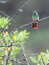 Beryllamazilie (Saucerottia beryllina) am Morgen...