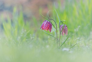 Schachbrettblume- Fritillaria Meleagris