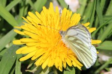 Grünaderweißling auf Löwenzahnblüte