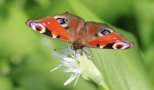 Tagpfauenauge auf Bärlauchblüte