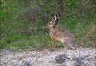 *verspäteter Osterhase*