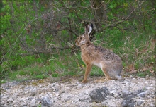 *verspäteter Osterhase*