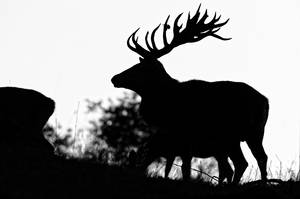 Spätherbst, Rotwild-Silhouetten im Hochwald