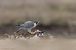 Wanderfalke mit Beute