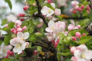 Es wird Frühling...