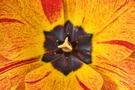 Tulpe