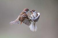 Volle Attacke im Luftraum