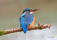 Die hübsche Dame ...