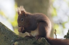 Hörnchen im Gegenlicht