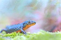 Ichthyosaura alpestris Männchen