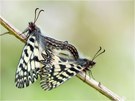 Osterluzeifalter (Zerynthia polyxena) bei der Paarung