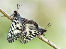 Osterluzeifalter (Zerynthia polyxena) bei der Paarung