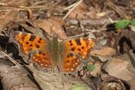 Großer Fuchs ? Nein,C-Falter