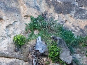 Versteckspiel in tiefer Dämmerung