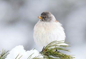 Hoffentlich kommt bald der Frühling?