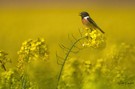 So geht Frühling