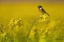 So geht Frühling