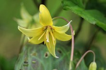 Gelbes Leuchten im Frühling