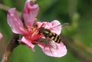 Kleine Schwebfliege