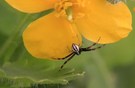 Labyrinthspinne auf Schöllkrautblüte