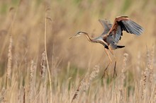 Purpurreiher im Anflug